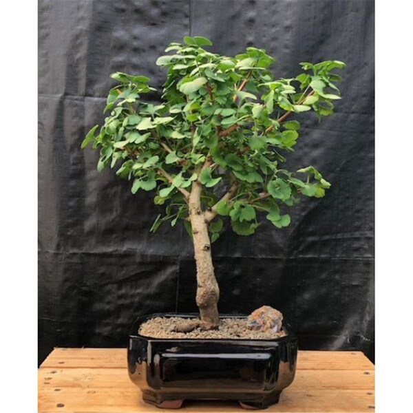 Paisaje Mariken Ginkgo Tree - PA2805844