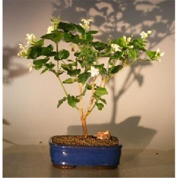 Paisaje Flowering Arabian Jasmine - Jasminum Sambac - PA2529747