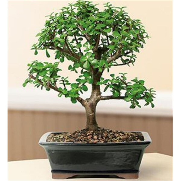 Paisaje Baby Jade Bonsai Tree - Portulacaria Afra - Large - PA2203504