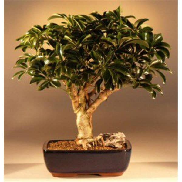 Paisaje Hawaiian Umbrella Bonsai Tree - Arboricola Schefflera Luseanne - Large - PA2806761