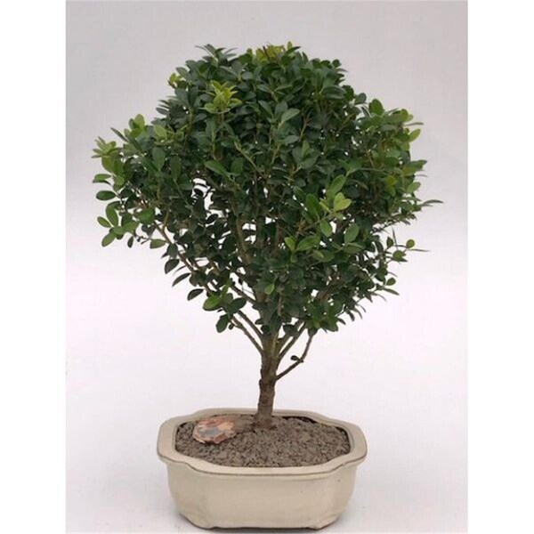 Paisaje Dwarf Japanese Holly Tree - Ilex Crenata Piccolo - PA2806802