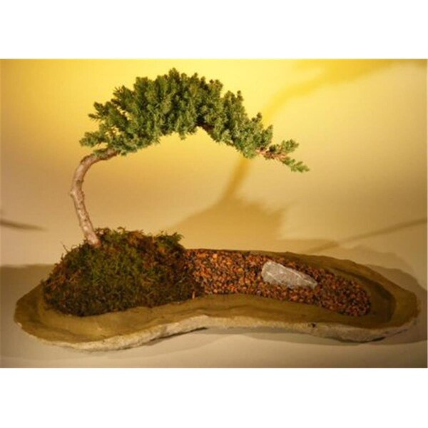 Paisaje Planted On A Rock Slab Tree - Juniper Procumbens Nana - PA2804897