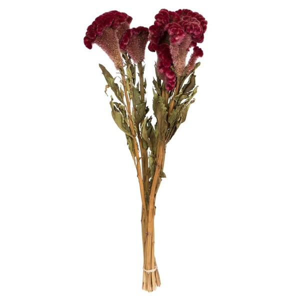 Vickerman 18-24 in. 4 oz Natural Botanicals Dried Celosia Coxcomb Flower Bundle, Burgundy - H4CEC450