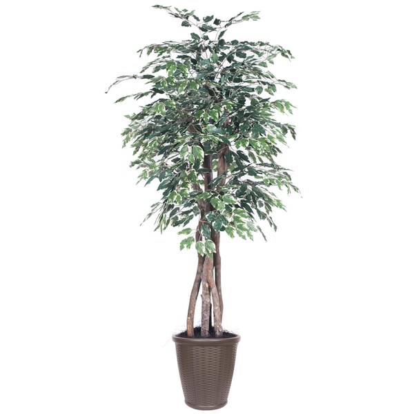 Dare2Decor 6 ft. Variegated Ficus Executive Round Brown Decorative Plant, Green & White - DA3255083