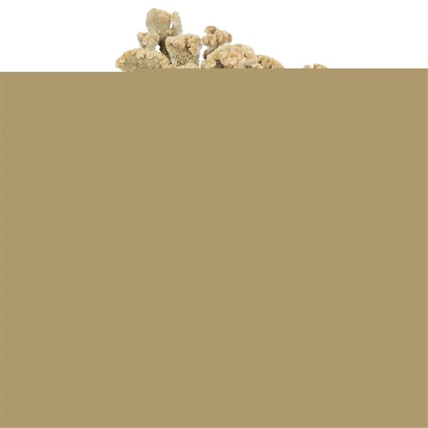 Vickerman 18-24 in. Cream Dried Celosia Coxcomb 4 oz Bunch - H4CEC000