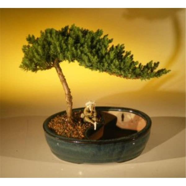 Paisaje Juniper Procumbens Nana Tree & Water Pot - Medium - PA2805847