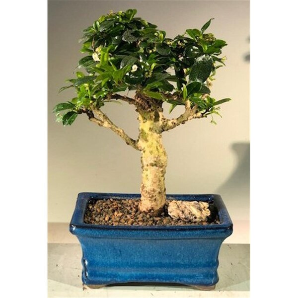 Paisaje Flowering Fukien Tea Bonsai Tree with Upright Aged - Ehretia Microphylla - PA2529741