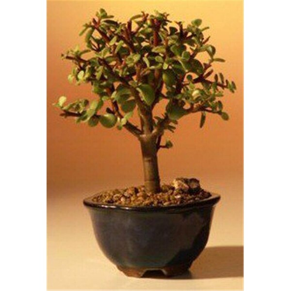 Paisaje Baby Jade Bonsai Tree - Portulacaria Afra - Small - PA2529821