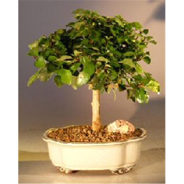 Paisaje Flowering Parrots Beak Tree - Gmelina Philippensis - Medium - PA2810844