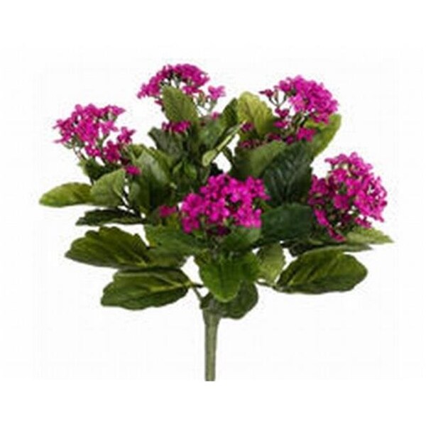 Allstate FBK107-FU 13.5 in. Fuchsia Kalanchoe Bushes X5- Case of 6 - FBK107-FU