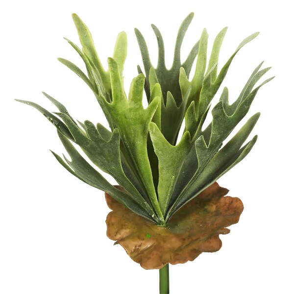 Vickerman Frosted-Green Staghorn Fern Bush Succulent - FA170301