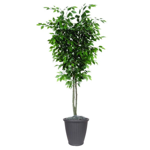 Dare2Decor 6 ft. Artificial Ficus Deluxe Tree in Round Brown Container, Green - DA3269939