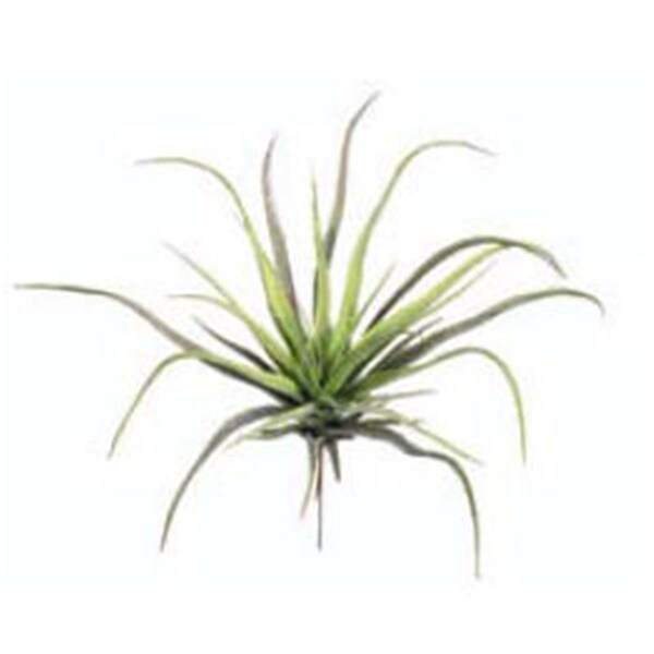 Allstate 12.5 in. Medium Tillandsia Spray X1, 24PK - AA6752