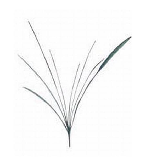 Allstate 43 Inch Cymbidium Orchid Leaf Spray with 8 Leaves Frosted Green, 12PK - JYL823-GR-FS