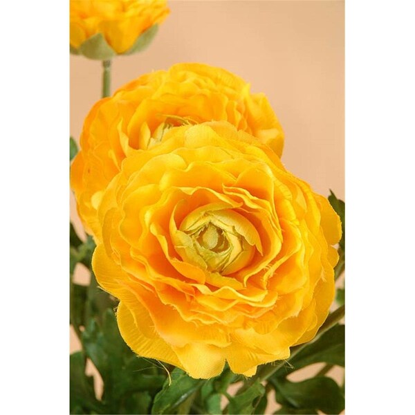 Allstate 19 in. Ranunculus Bush Yellow-, 6PK - FBR549-YE