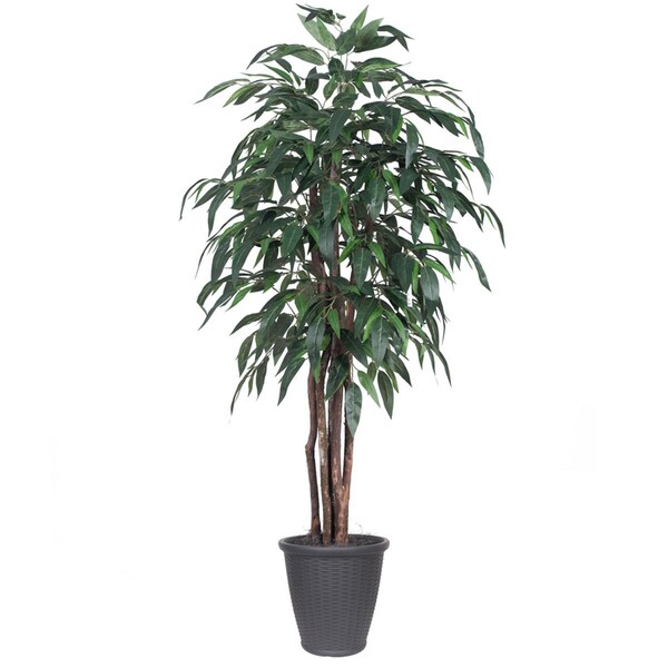 Dare2Decor 72 x 32 x 32 in. Mango Executive Round Container Tree, Grey & Green - 6 ft. - DA3863713