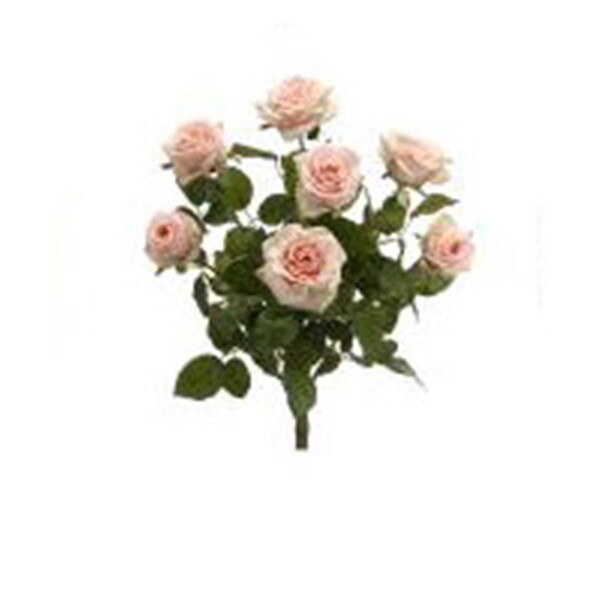 Allstate 21.5 in. Cream Confetti Rose Bush X7, 6PK - FBR054-CR