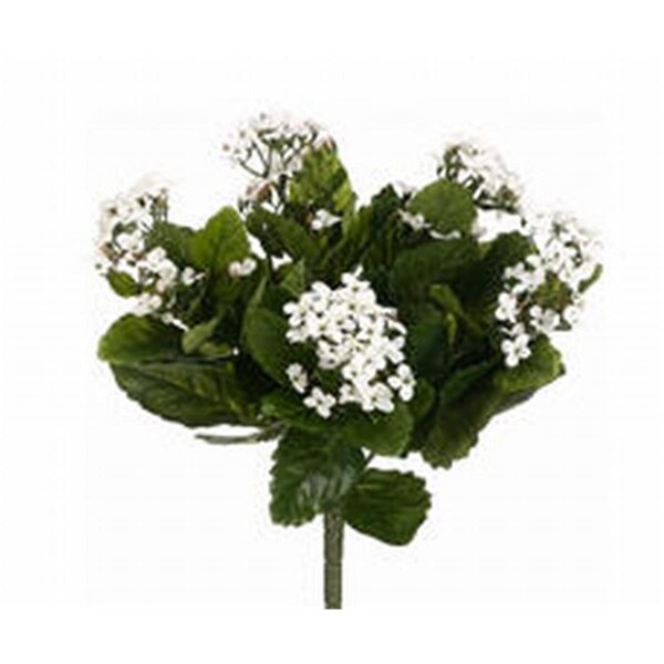 Allstate 13.5 in. White Kalanchoe Bushes X5-, 6PK - FBK107-WH