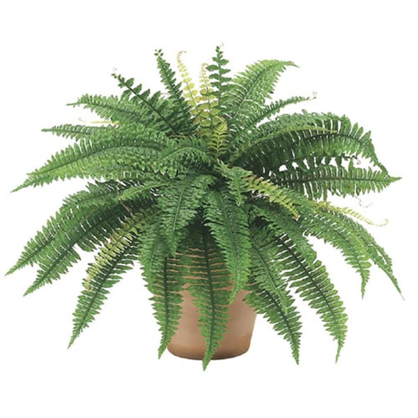 Allstate 25 Inch Boston Fern Bush x48, 6PK - PBF625-