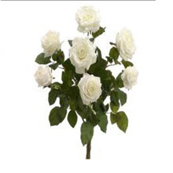 Allstate FBR054-PE-CR 21.5 in. Peach-Cream Confetti Rose Bush X7, 6PK - FBR054-PE/CR