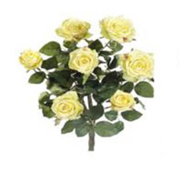 Allstate 21.5 in. Yellow Confetti Rose Bush X7-, 6PK - FBR054-YE