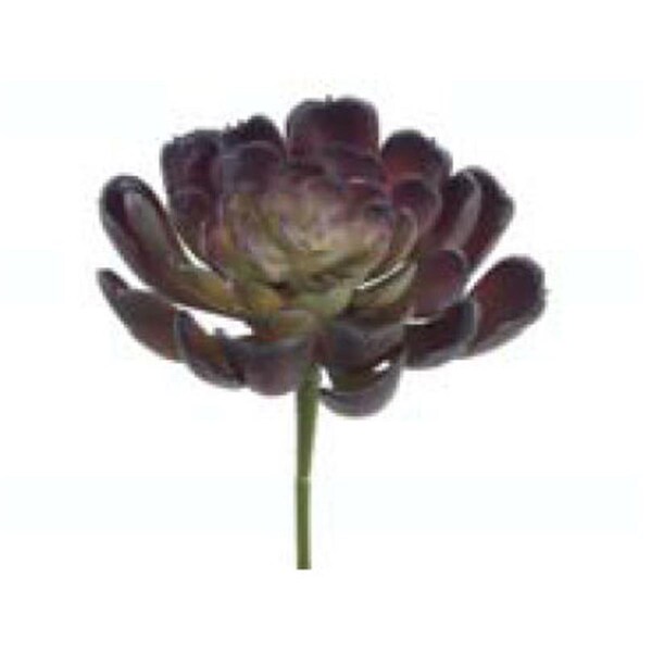 Allstate CE9578-BU-GR 4 in. Echeveria Pick Burgundy and Green-, 24PK - CE9578-BU/GR