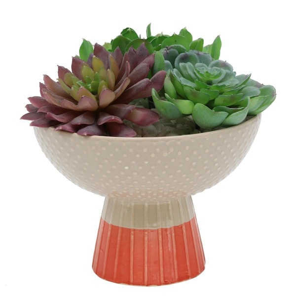 Flora Bunda Succulent Mix in Two Tone Bowl Ceramic Planter, Beige/Orange - CS2440E-BEIGE/OR