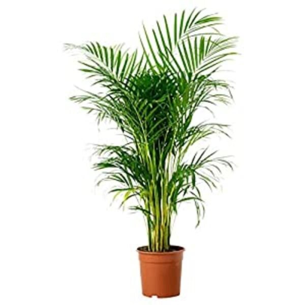 Dare2Decor 60 in. Areca Palm Plant, Green - DA3270045
