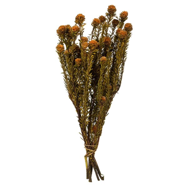 Vickerman 12-18 in. Autumn Tortum - 5-7 oz Bundle - H1TOF750