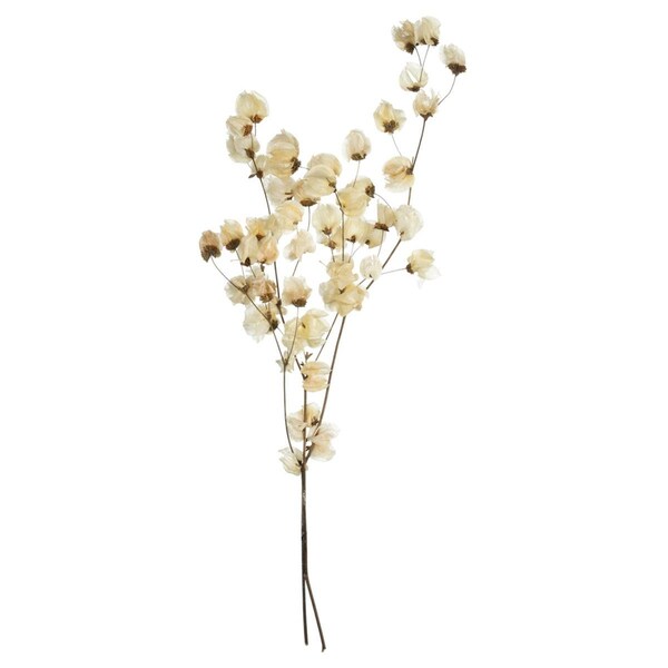 Vickerman 20-24 in. 60 fl Bleached Cara Blossom Spray - H2CAR999