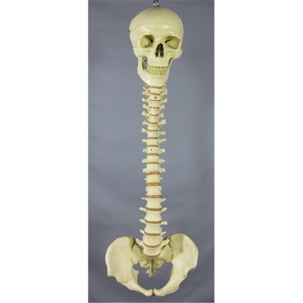 Skeletons And More Skeletons And More SM312D Spine With Skull - SM312D