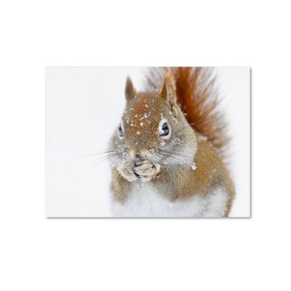 Trademark Fine Art Mircea Costina 'Christmas Squirrel' Canvas Art, 35x47 - 1X00239-C3547GG