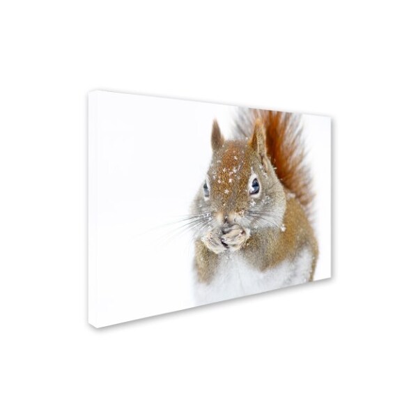 Trademark Fine Art Mircea Costina 'Christmas Squirrel' Canvas Art, 35x47 - 1X00239-C3547GG