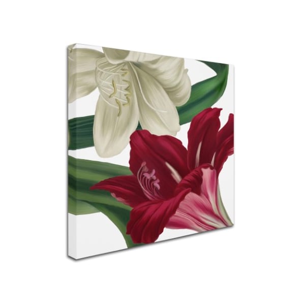 Trademark Fine Art Color Bakery 'Christmas Amaryllis II' Canvas Art, 14x14 - ALI4023-C1414GG