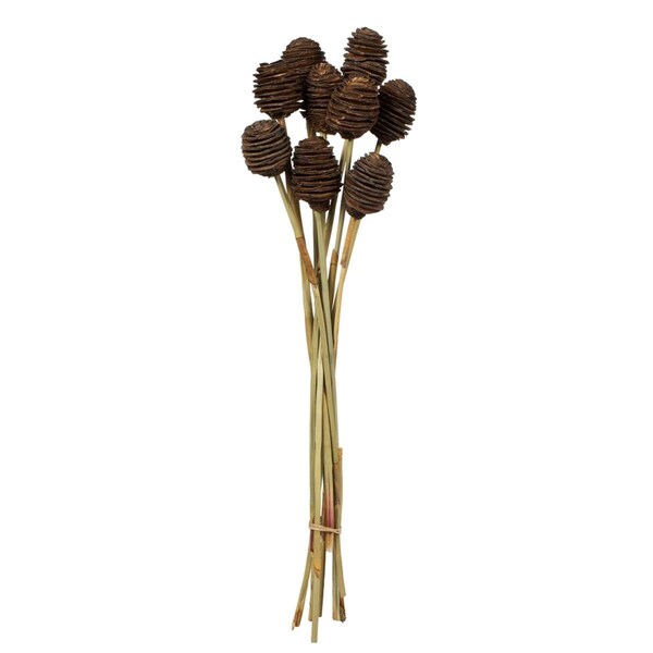 Vickerman 18-24 in. Natural Brown Platy Cone on Reed Stems - H1PLC800