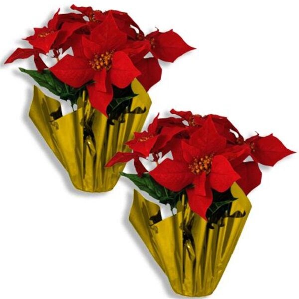 Queens Of Christmas 12 in. Poinsettia in a Gold Foil Pot, 2PK - FL-POINSETTIA-5FL-2PK