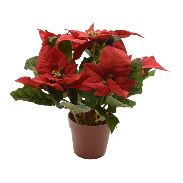 Decoris Decoris Red Potted Poinsettia 11 in. - 627876
