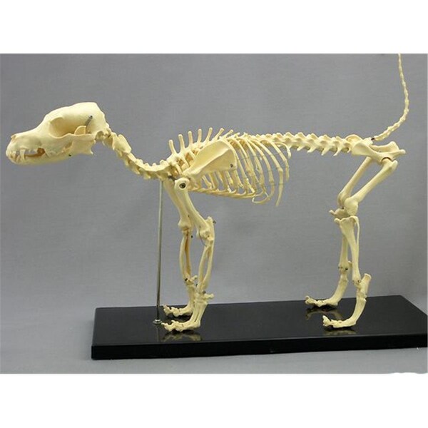Wonderdesconcierto Dog Canine Skeleton - WO2115519