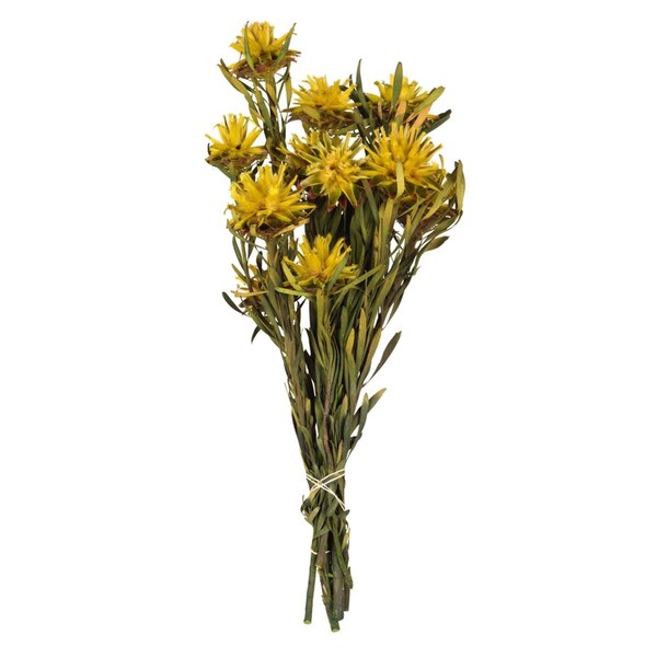 Vickerman 8-20 in. Yellow Plumosum Bundle - Preserved 8 Heads - H1PMF700