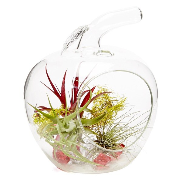 Vista LO- HCH0707-APSAPM-AR-L-R Clear Apple Living Ornament Arrangement - VI2626622