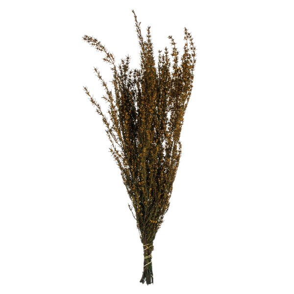 Vickerman 22-26 in. Aspen Gold Grabia with 5-6 oz Bunch - H1GRB725