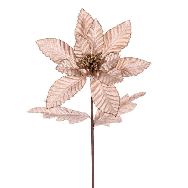 Vickerman 22 in. Velvet Glitter Trim Poinsettia Spray, Champagne - 6 per Bag - RG223138