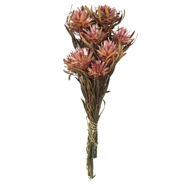 Vickerman 8-20 in. Erica Pink Plumosum Bundle - Preserved 8 Heads - H1PMF400