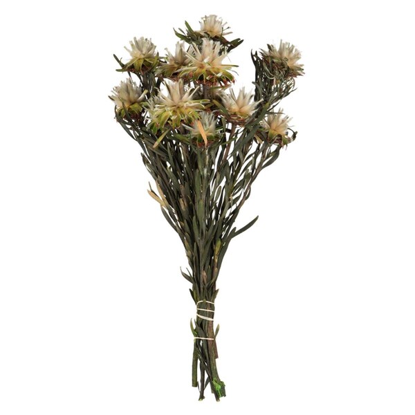 Vickerman 8-20 in. Natural Plumosum Bundle - Preserved 8 Heads - H1PMF000