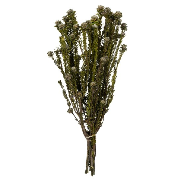 Vickerman 12-18 in. Natural White Tortum - 5-7 oz Bundle - H1TOF000