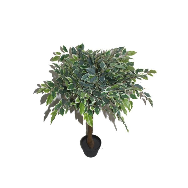 Maquina 36 in. White Banyan Tree - MA3012150