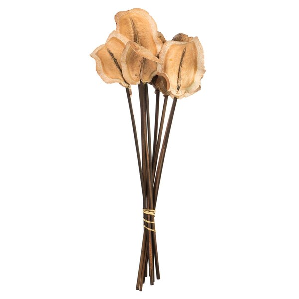 Vickerman 15 in. Natural Frogs Mouth Pod on Stems - H2FRG000
