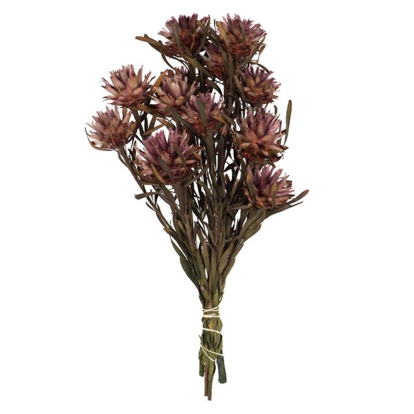 Vickerman 8-20 in. Purple Orchid Plumosum Bundle - Preserved 8 Heads - H1PMF580
