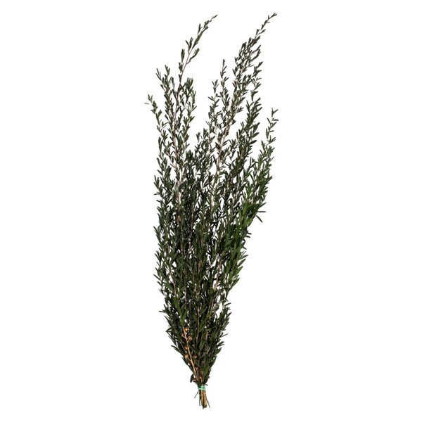 Vickerman 25-36 in. Green Lepto Longifolia - 6-7 oz Bundle - H3LPL150