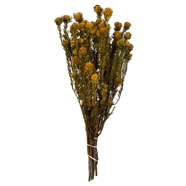 Vickerman 12-18 in. Aspen Gold Tortum - 5-7 oz Bundle - H1TOF725